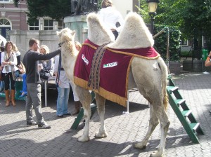 The Camel!