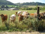 These cows thought we were going to feed them