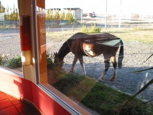 A slightly larger horse that just walked up outside and started chowing down.