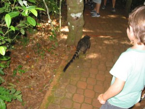 Kid with coati