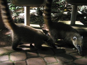 Coatis