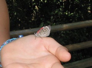 The 88 butterfly