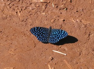 Blue butterfly